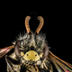 Illustration for article titled How Laline Paull Brought Real Science into Her Novel The Bees